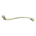 Replica Human Left Femur with Polio