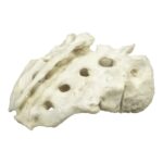 Replica Human Sacrum with Spina Bifida