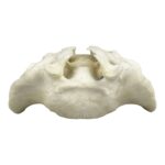 Replica Human Sacrum with Spina Bifida