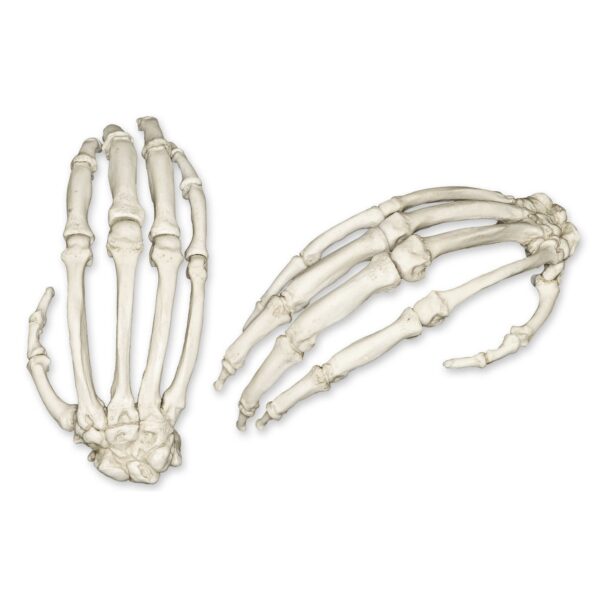 Replica Chimpanzee Hand – Single