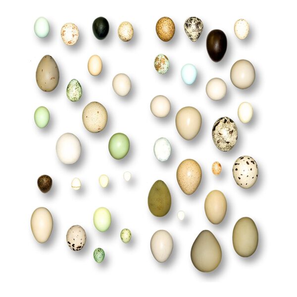 Replica North American Bird Eggs – Set of 36