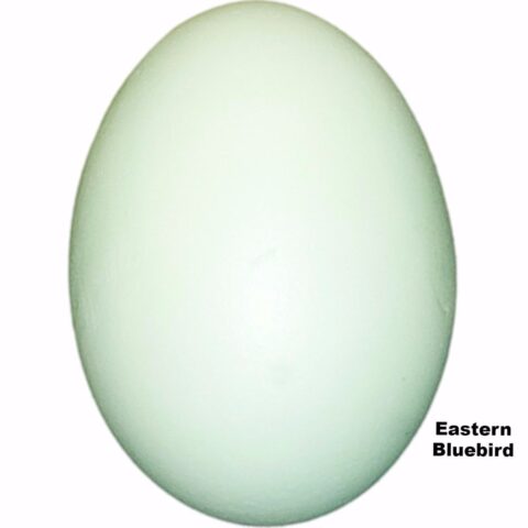 Replica Eastern Bluebird Egg (23 mm)