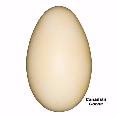 Replica Canada Goose Egg (72mm)