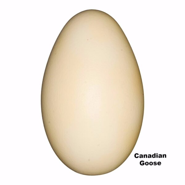 Replica Canada Goose Egg (72mm)