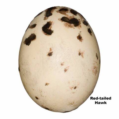 Replica Red-tailed Hawk Egg (59 mm)