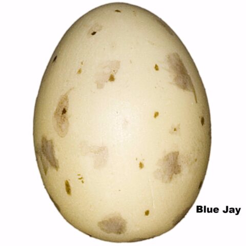 Replica Blue Jay Egg (29mm)