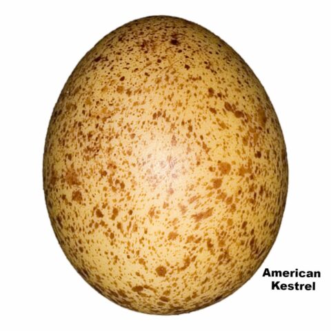 Replica American Kestrel Egg (30 mm)