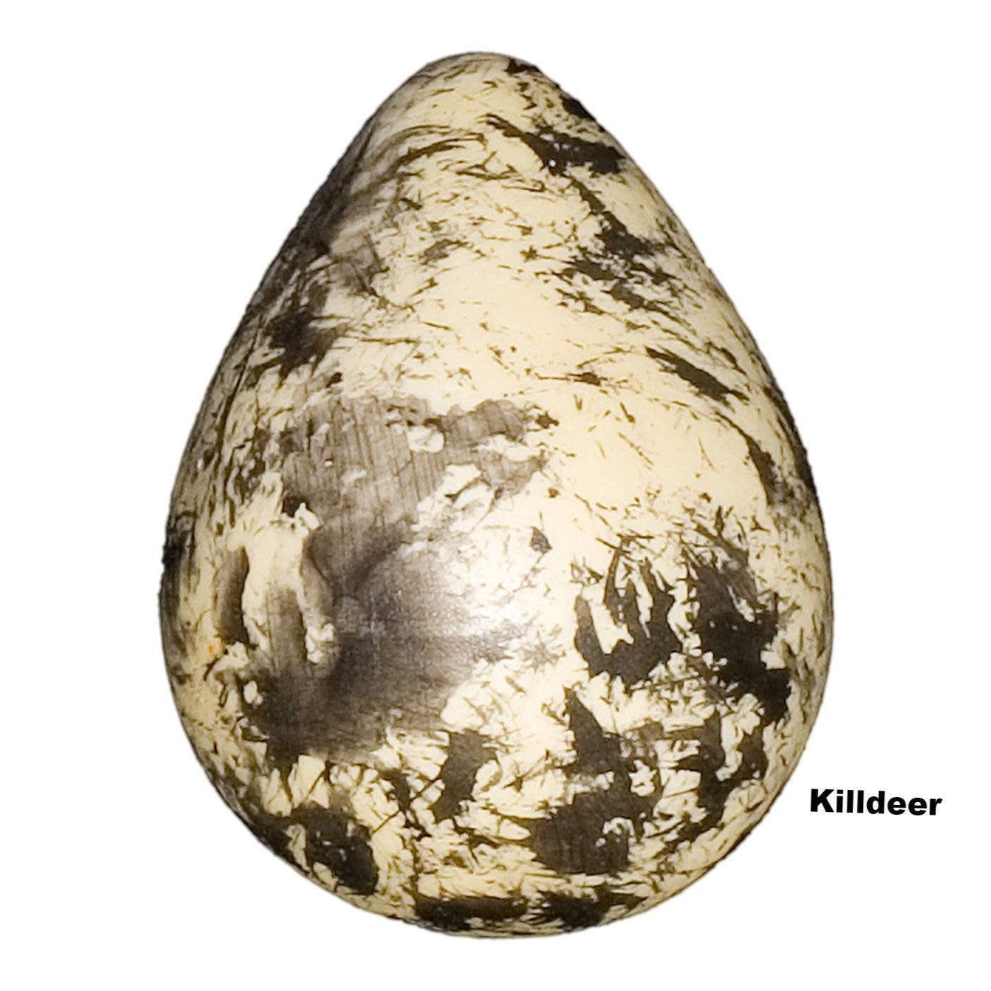 Replica Killdeer Egg (33 mm)