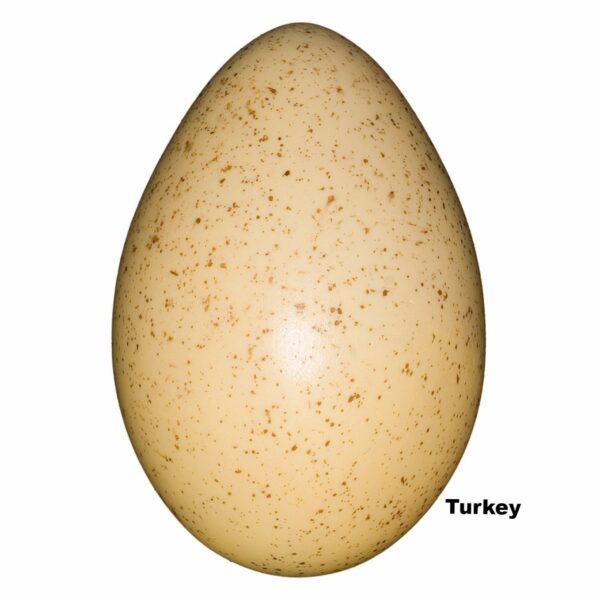 Replica Turkey Egg (65 mm)