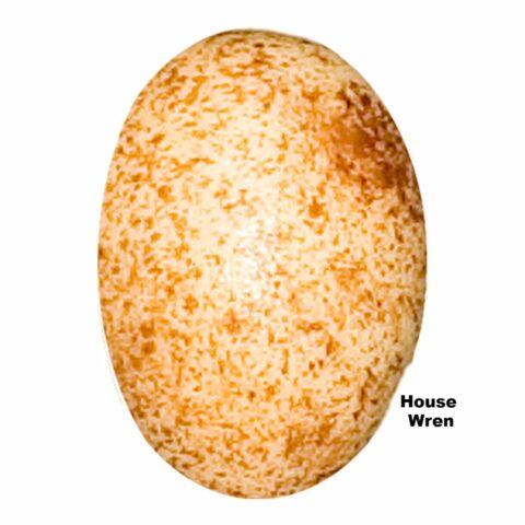 Replica House Wren Egg (18mm)