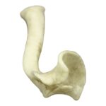 Replica Honey Badger Baculum