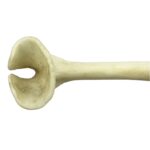 Replica Honey Badger Baculum