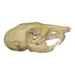 Real Kangaroo Rat Skull