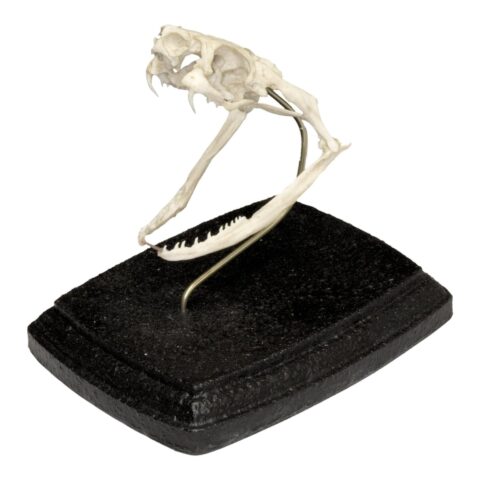 Replica King Cobra Skull