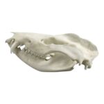 Replica American Opossum Skull – Economy