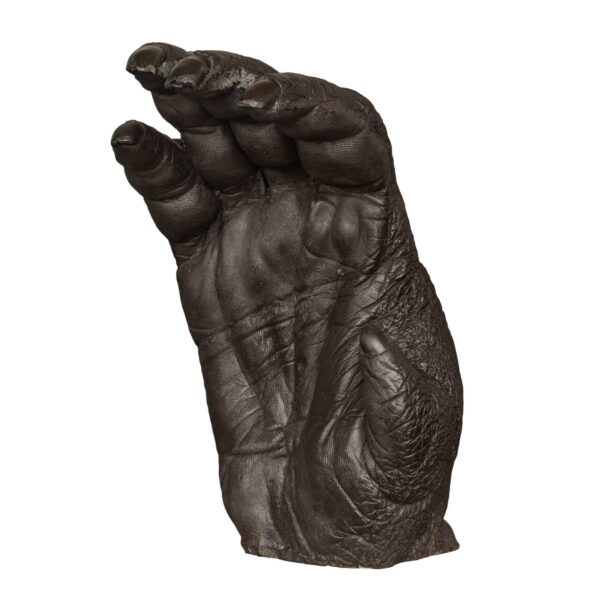 Replica Sumatran Orangutan Right Hand – Male