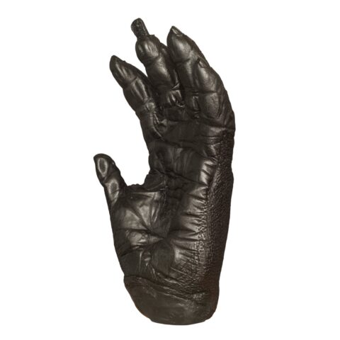 Replica Lowland Gorilla Left Hand - Male