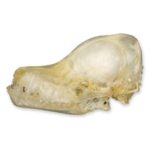 Real Javan Pipistrelle Bat Skull