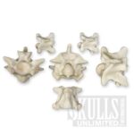 Real Python Vertebra – Single