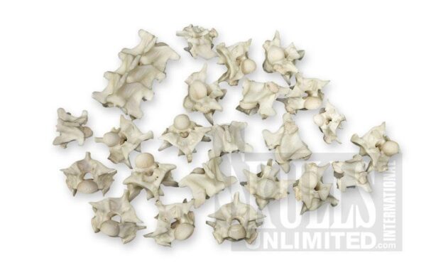 Real Python Vertebra – Single