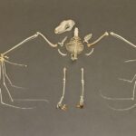 Real Hammerhead Fruit Bat Skeleton