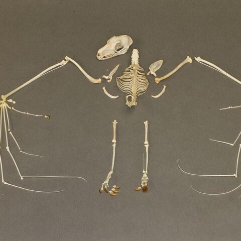 Real Hammerhead Fruit Bat Skeleton