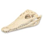 Real Nile Crocodile Skull