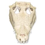 Real Nile Crocodile Skull