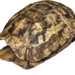 Real Hinge-back Tortoise Shell and Skull
