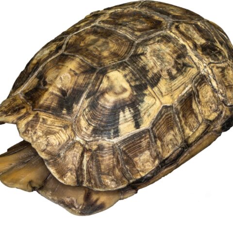 Real Hinge-back Tortoise Shell and Skull