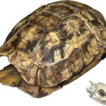Real Hinge-back Tortoise Shell and Skull