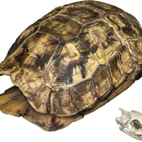 Real Hinge-back Tortoise Shell and Skull
