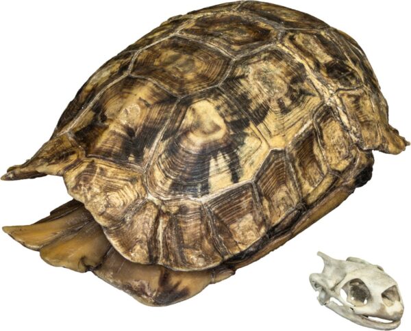 Real Hinge-back Tortoise Shell and Skull