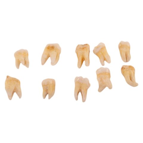 Real Human Molar