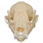 Real Leschenault’s Rousette Fruit Bat Skull
