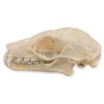 Real Leschenault’s Rousette Fruit Bat Skull