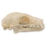 Real Leschenault’s Rousette Fruit Bat Skull