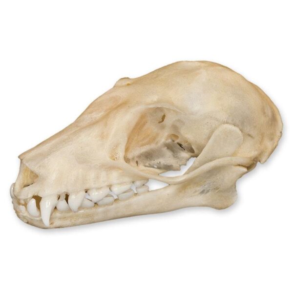 Real Leschenault’s Rousette Fruit Bat Skull