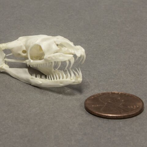 Real Ball Python Skull