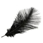 Real Ostrich Feather – Single