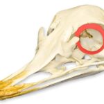 Real Ostrich Sclerotic Ossicle – Single