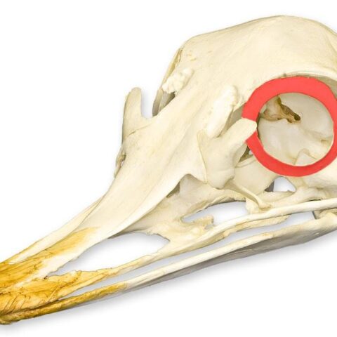 Real Ostrich Sclerotic Ossicle - Single