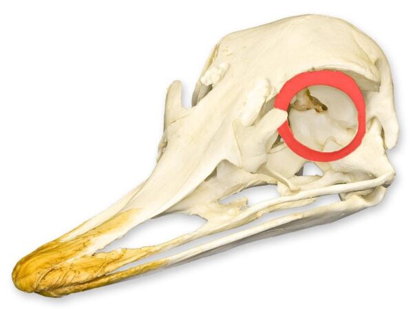 Real Ostrich Sclerotic Ossicle – Single