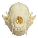 Real Hooded Skunk Skull