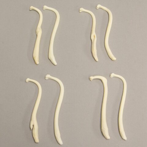 Real Healed Raccoon Bacula Comparison Set (Pathology)