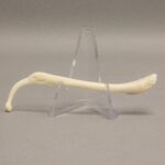 Real Raccoon Baculum – Healed Pathology