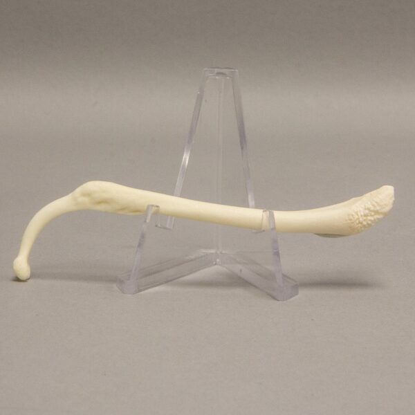 Real Raccoon Baculum – Healed Pathology