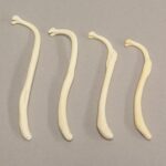Real Raccoon Baculum – Healed Pathology