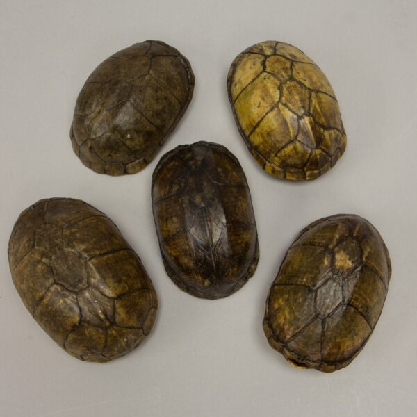 Real South American Scorpion Mud Turtle – Single