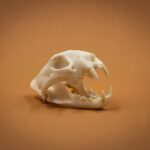 SKULLIES – Miniature Leopard Skull